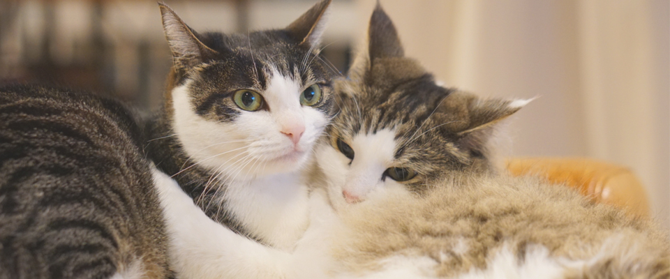 トミーの猫カフェ